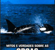 Mitos e Verdades Sobre as Orcas: Baleias Assassinas