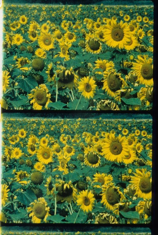 Poster 1 de Curta Les tournesols (1982)