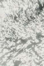 Quanta (Quanta)