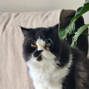 Foto de perfil de Pablo