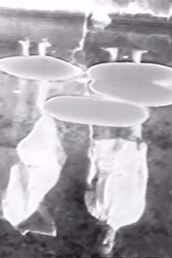 Poster de Curta Disturbances (1974)