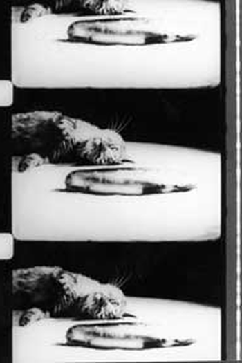 Poster de Curta Cat Food (1969)