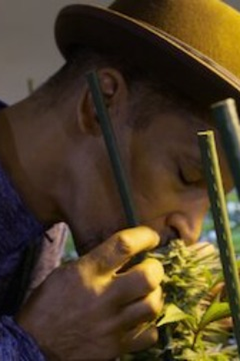 Poster de Episódio Cannabis (2020)