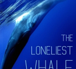 The Loneliest Whale: The Search For 52