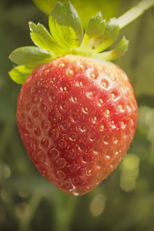 The Extraordinary Life and Times of Strawberry (The Extraordinary Life and Times of Strawberry)