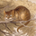 chat cat