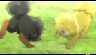 Toji The Golden Tibetan Mastiff Chinese Anime Trailer