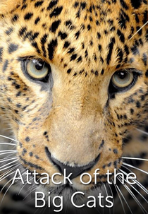 Os Ataques dos Grandes Felinos (Attack of the Big Cats)