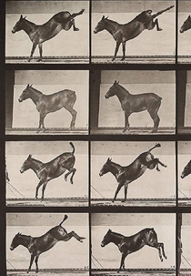 Mule Kicking (Mule Kicking)