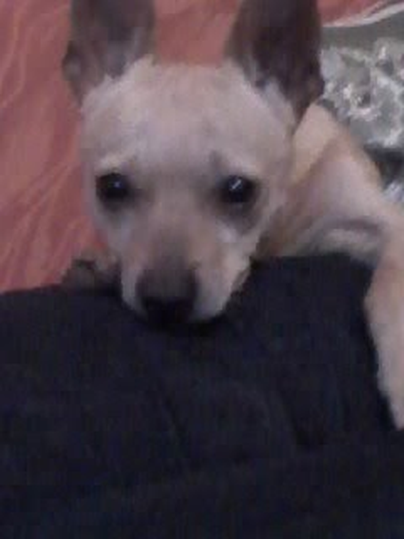 Thais Lombardi - Foto 2