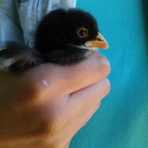 Foto de perfil de Nadiellen