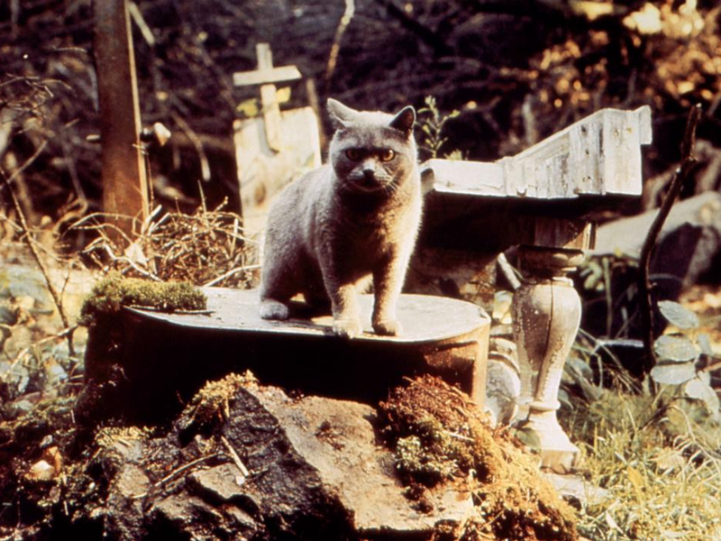 Foto 24 de Cemitério Maldito