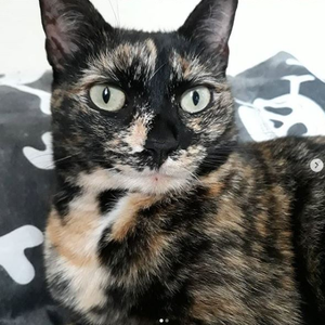 Foto de perfil de ♪ Ka...