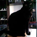 Foto de perfil de Shirloca Ramos