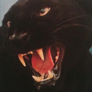 Foto de perfil de Thiago Fernandes