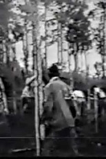 Companhia Lumber (Cia Lumber)