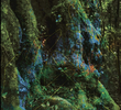 Sycorax