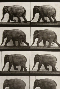 Elephant Walking - Poster / Capa / Cartaz - Oficial 2