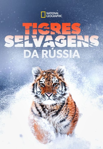 Tigres Selvagens da Rússia (Russia's Wild Tiger)