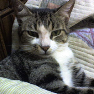 Foto de perfil de Luciani C. Sobrinho