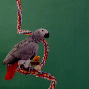 Foto de perfil de CherryGrey