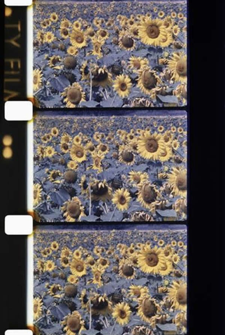 Poster 1 de Curta Les tournesols colorés (1983)