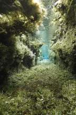 A Correnteza X (The Stream X)