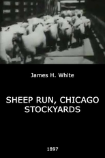 Sheep Run, Chicago Stockyards (Sheep Run, Chicago Stockyards)