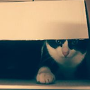 Foto de perfil de Jean