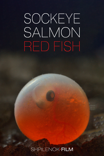 Poster de Filme O Salmão Vermelho (2020)