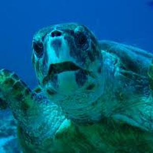 Foto de perfil de Deborah Startari