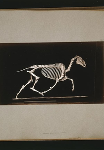 Skeleton of Horse (Skeleton of Horse)