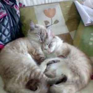 Foto de perfil de Lana Lucia