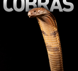 A Máfia das Cobras