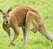 Killer Kangaroo