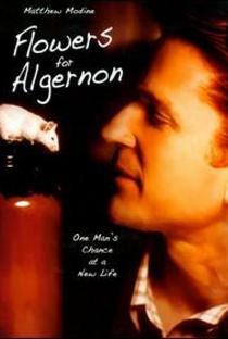 Um Amigo para Algernon - Poster / Capa / Cartaz - Oficial 1