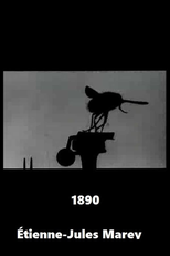 Mosquinha (Mosquinha)