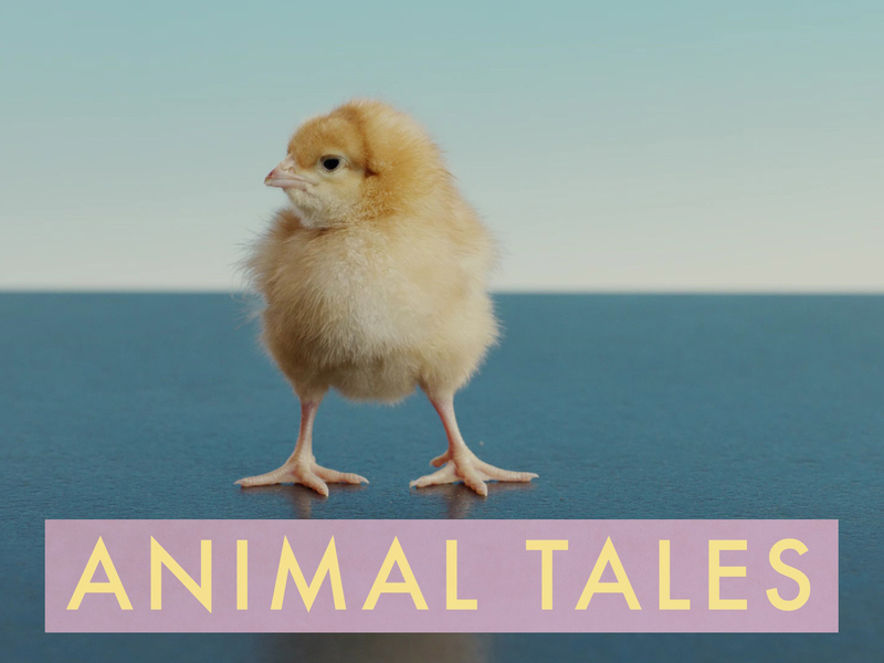 Foto 1 de Animal Tales