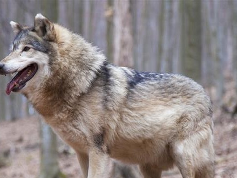 Foto 1 de Untamed Romania