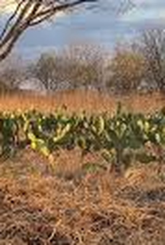 Poster 1 de Curta Mydzé (2025)