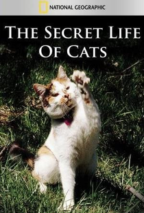 The Secret Life of Cats - Poster / Capa / Cartaz - Oficial 1
