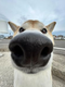 Inu