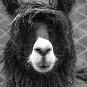 Foto de perfil de Luiz Felipe de Azevedo