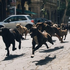 Filme com arrastão de cães vence mostra e é mais comentado em Cannes - Notícias - UOL Cinema