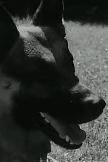 Poster de Curta Mon chien (1955)