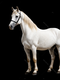 cavalo branco do david lynch