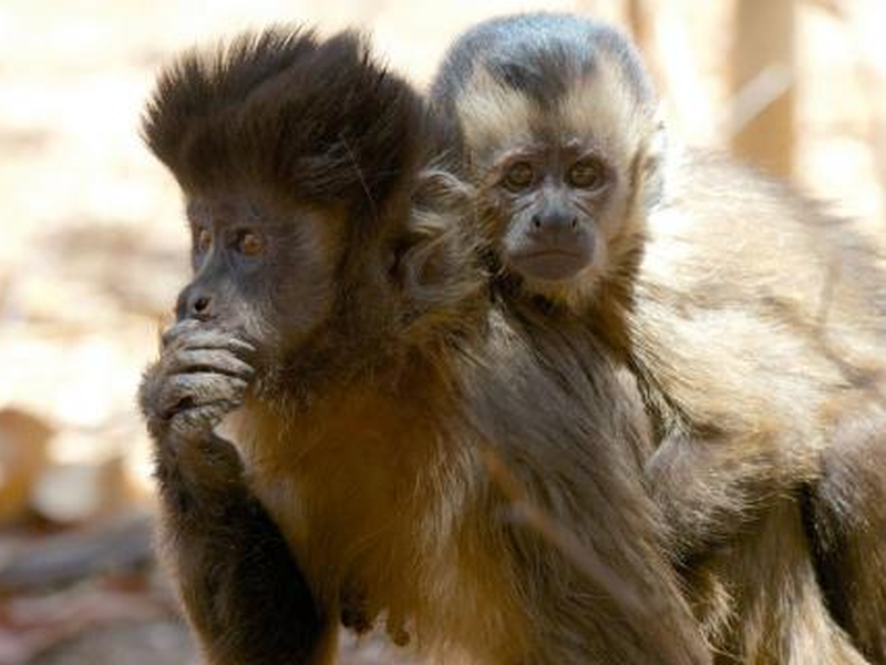 Foto 3 de Brasil Selvagem