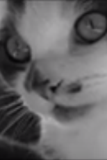 Attack of the 50 Foot Kitty! (Attack of the 50 Foot Kitty!)