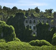 Kudzu