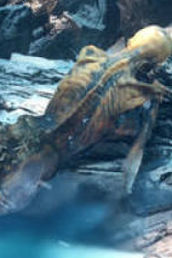 Poster de Episódio Otzi The Iceman (2015)